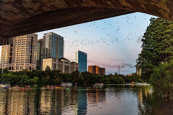 Mexican free tailed bats fly from the Congress Street Bridge at dusk in Austin-Texas-USA
